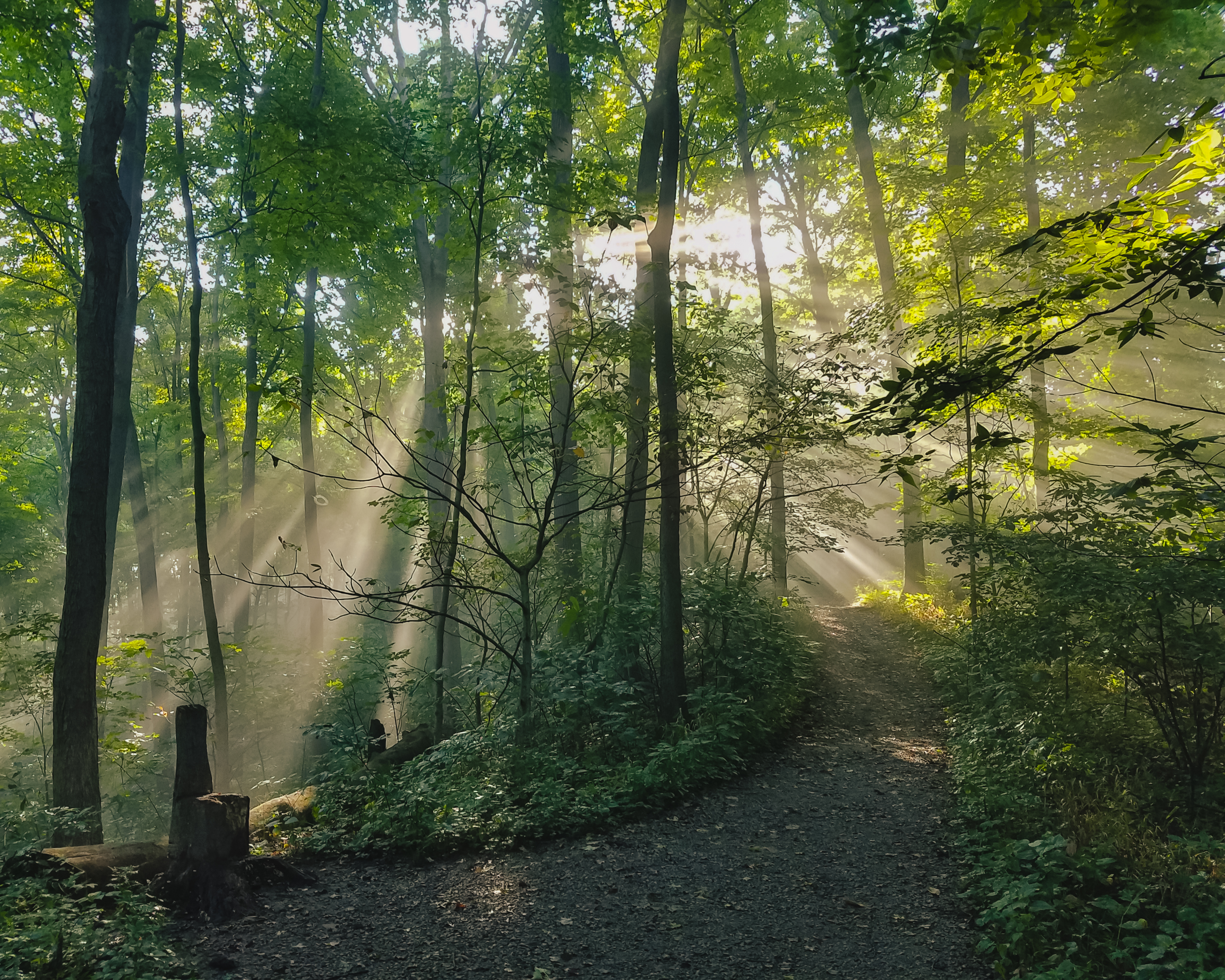 summer trail with sunlight streaming through trees